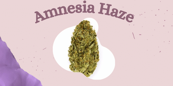 Amnesia Haze cannabis strain Efects