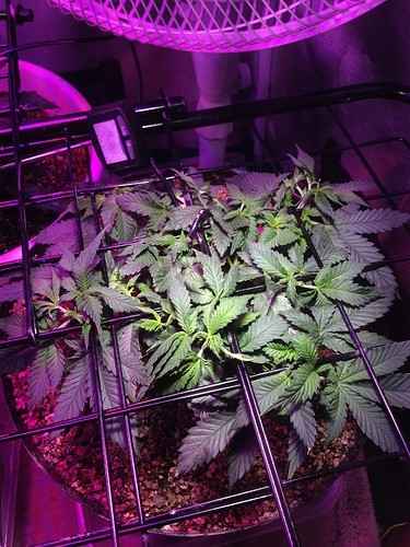 Strawberry Kush Growing indoors