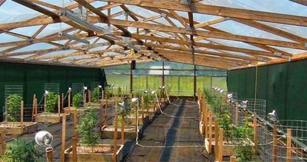 automatic watering in the greenhouse