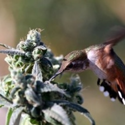 bird attack on marijuana plant