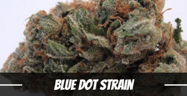 blue-dot-strain