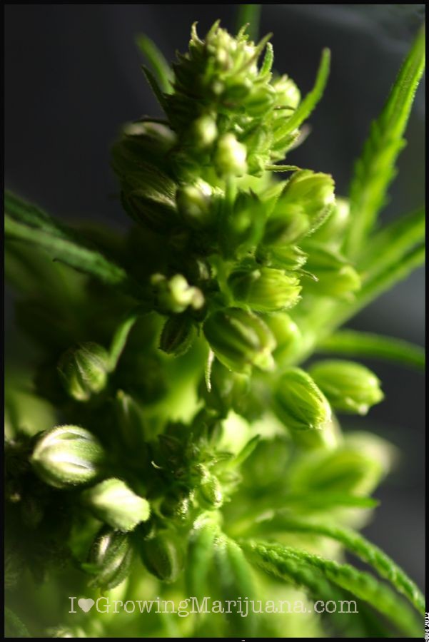 Male cannabis bud