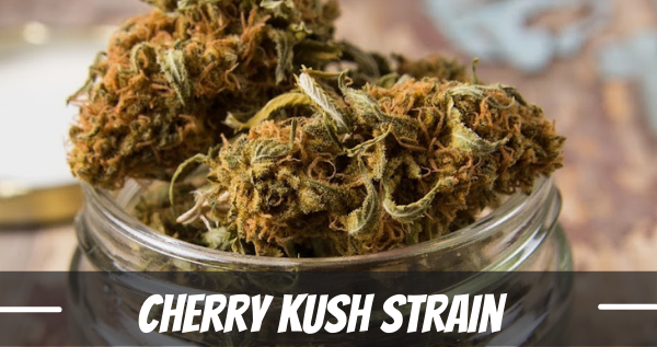 cherry kush strain