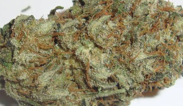 chocolope marijuana strain