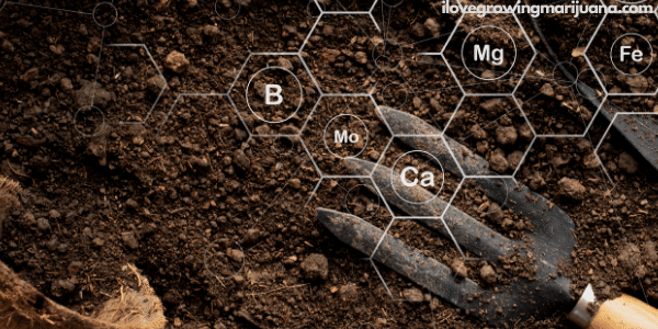 Soil for growing healthy cannabis plants