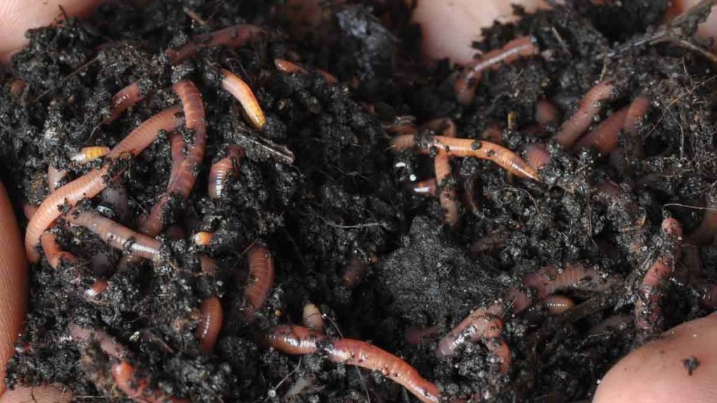 Earthworm castings