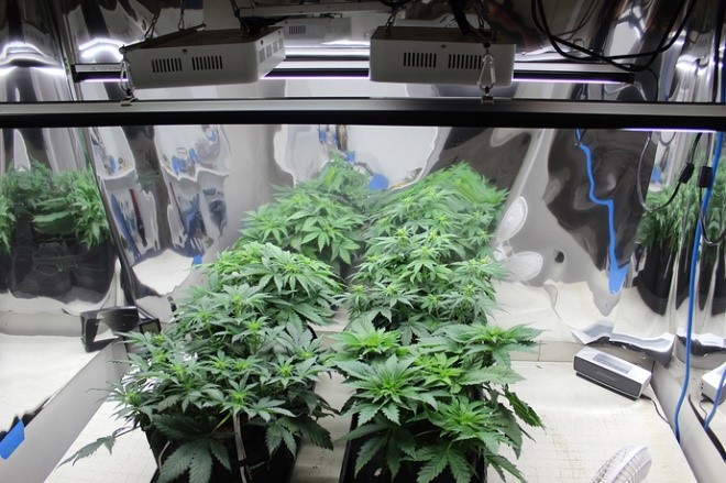 Grow room procedure