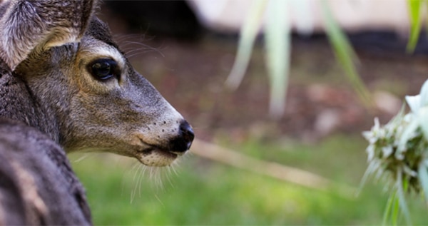 deer-eating-weed