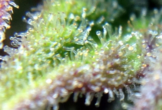 small-trichome-forest