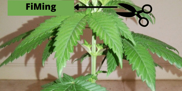 Fiming marijuana