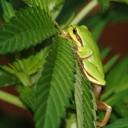 frog attack on marijuana plant