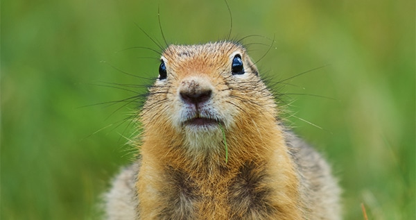 Gophers moles on weed plants