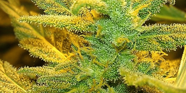 Banana Kush Cannabis Information And Review