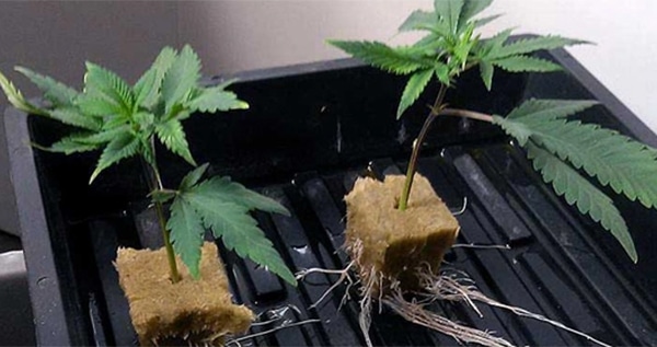 Growing marijuana plants from cuttings