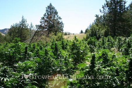 Guerrilla cannabis growing