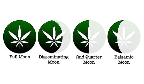 harvesting weed using the 4 stages of the moon