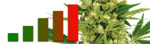 strongest weed
