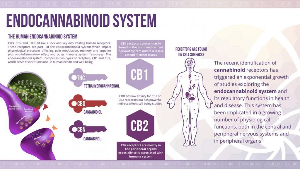 How CBD works 