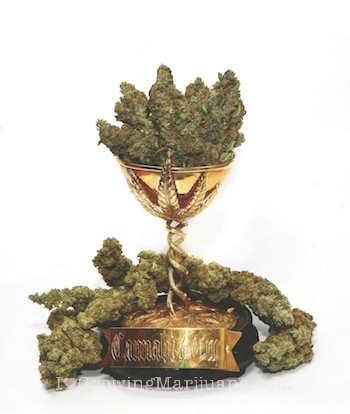 I love marijuana cannabis cup