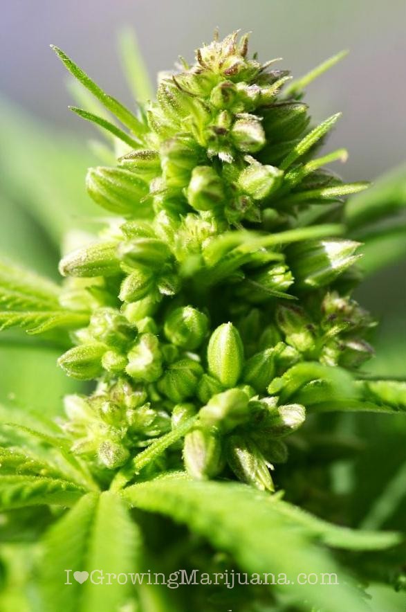 Male cannabis plant