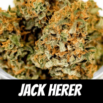 Jack Herer Strain