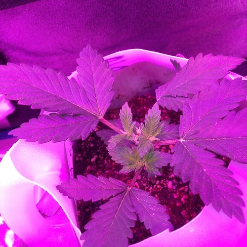 strawberry-kush-growing-healthy