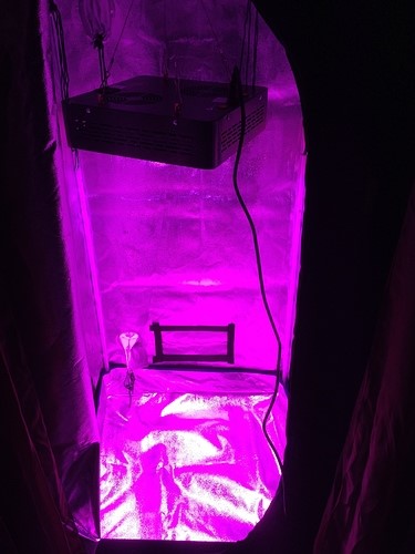 grow-tent-dim-light