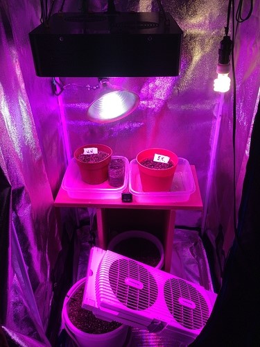 watered-plants-inside-grow-tent