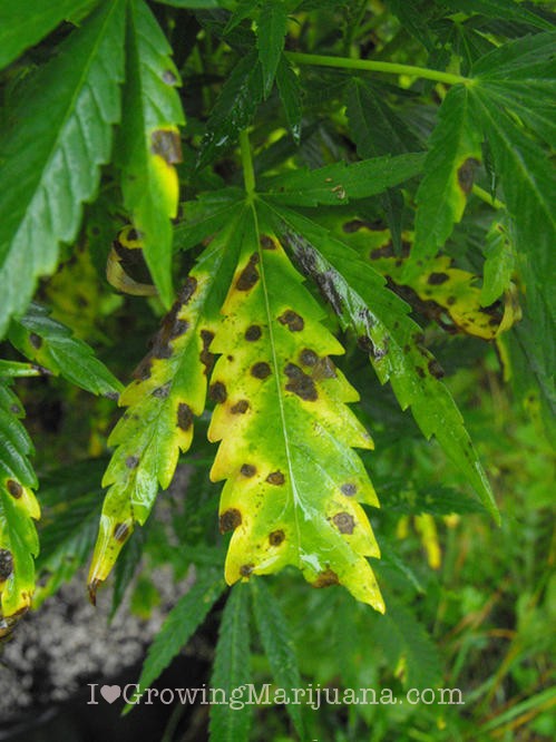 malnourished marijuana plant from vpd being too high