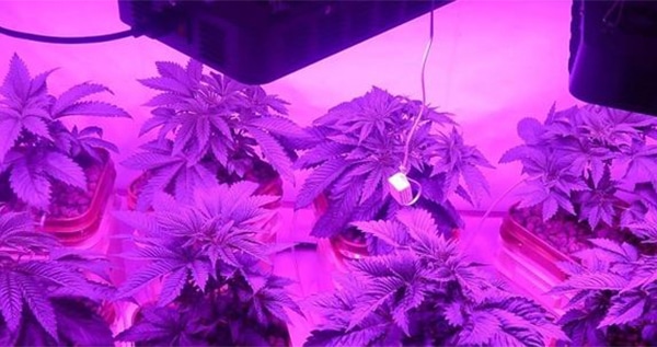 LED growing lights 