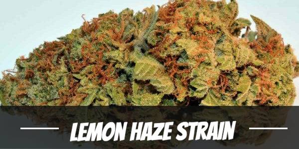 Lemon Haze Strain