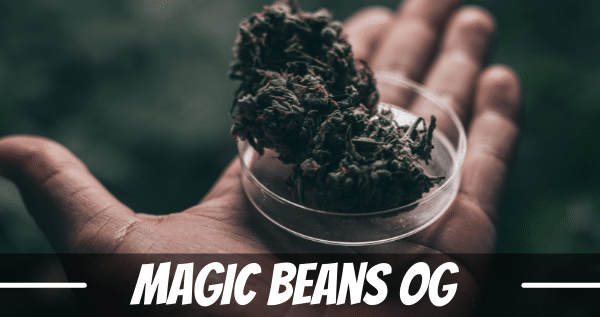 magic-beans-og