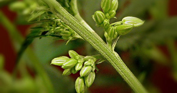 male cannabis plant