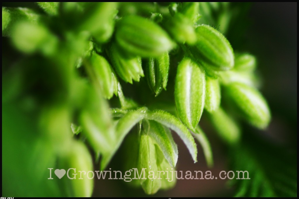 Male cannabis flower