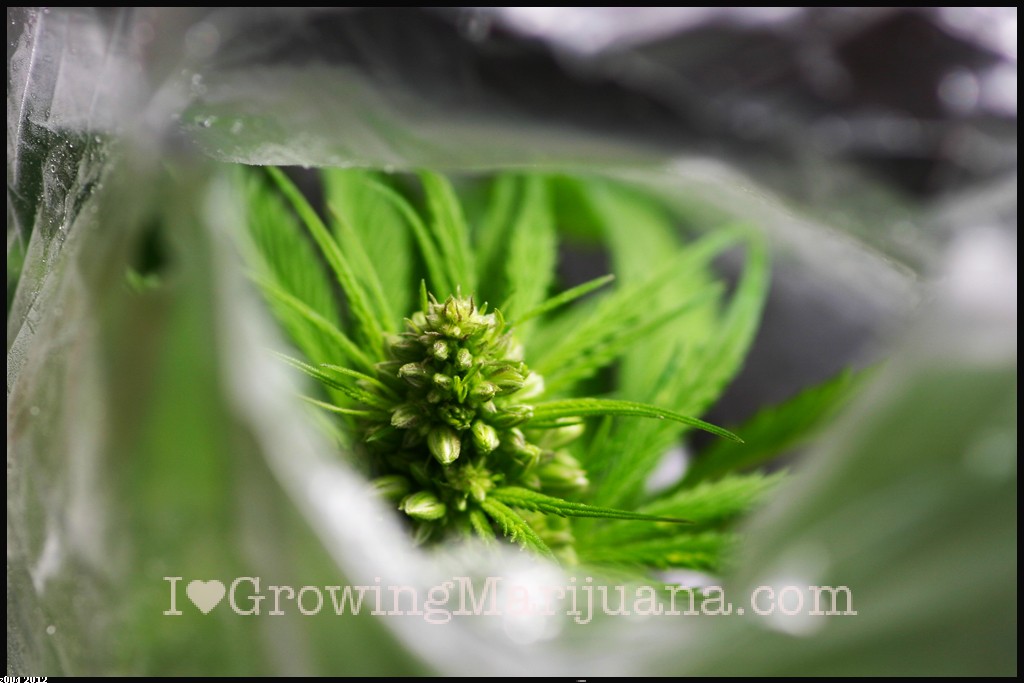 Male marijuana photo