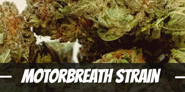 Motorbreath strain