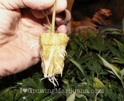 Cannabis clones root faster