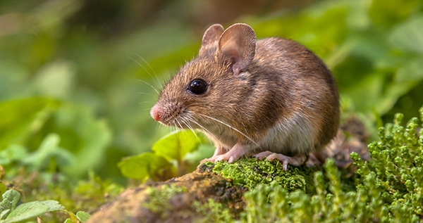 Signs of rats and mice