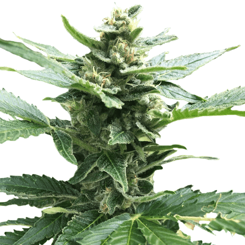 Northern Lights marijuana strain