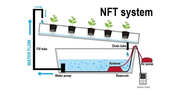 Nutrient film hydroponics 