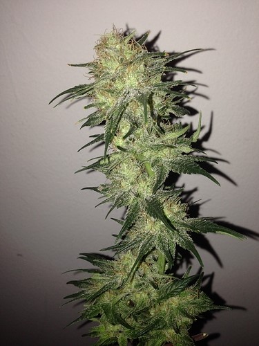 harvest-in-2weeks