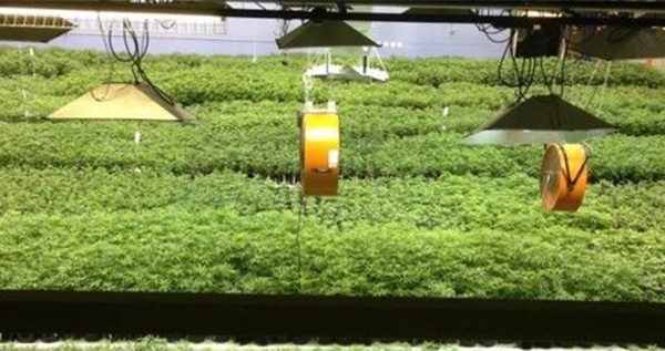 Open circuit hydroponic system - Large-scale growers