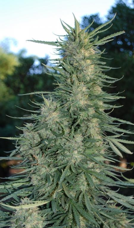 Outdoor shiva cannabis seeds