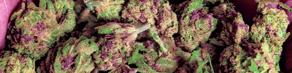 Yumboldt Strain