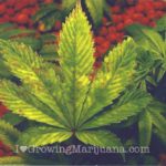 Phosphorus-marijuana-plant-fixes