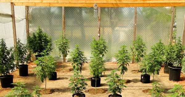 Pick the best strains for growing in your greenhouse