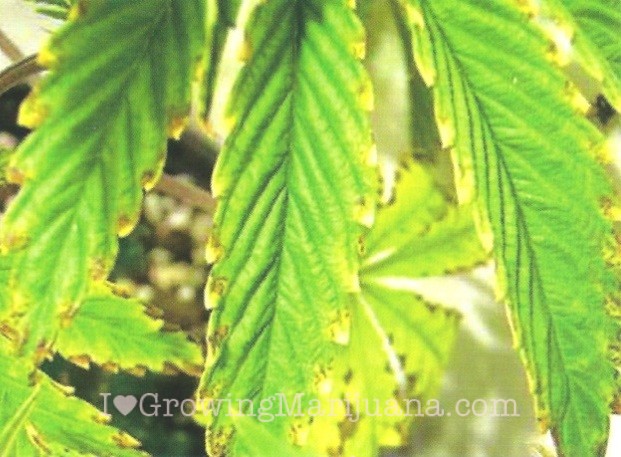 Potassium deficiency cannabis plant