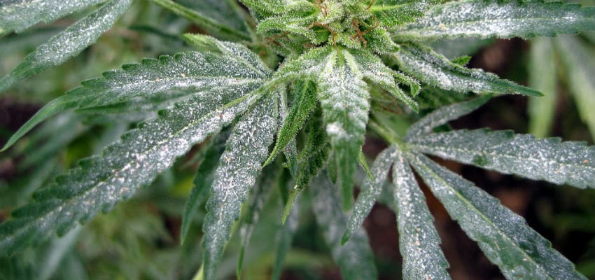 Powdery mildew on marijuana plant