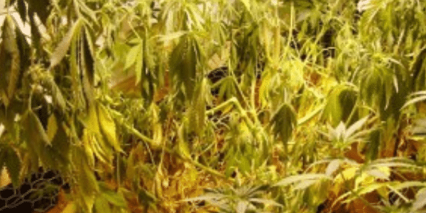 signs of marijuana root rot