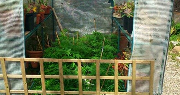 small greenhouse for growing cannabis